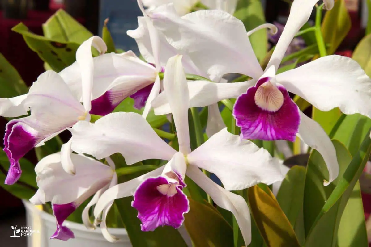 White and Purple Hydroponic Orchids