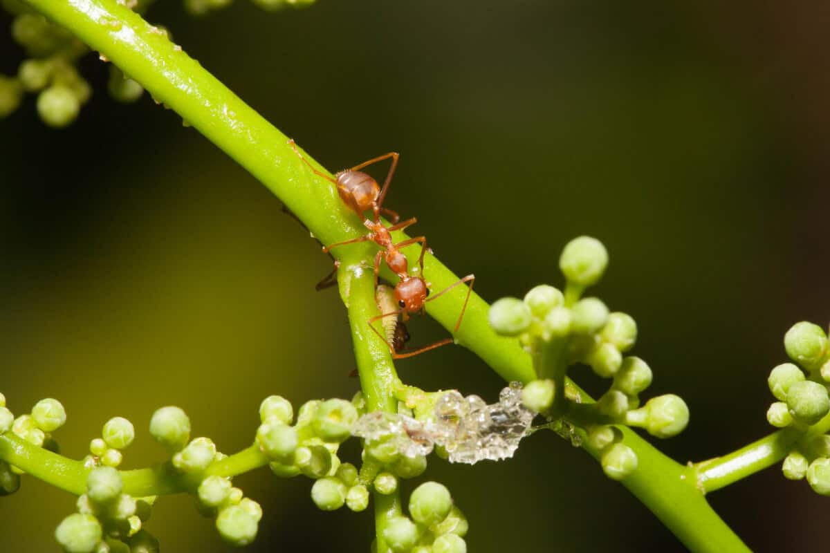 Close-up of a red ant climbing on a green stem with small buds and a cluster of translucent sap-like substance.