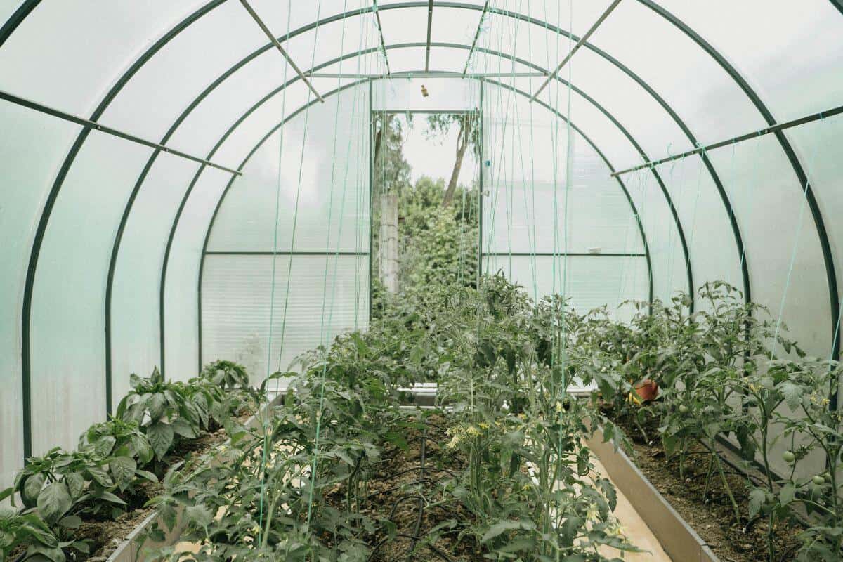 Why Are Ants Entering the Greenhouse