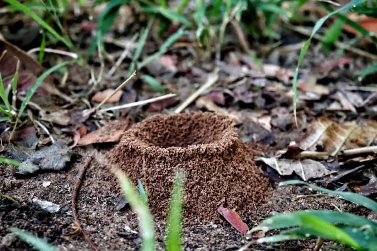 Garden Bed With Ant Mound