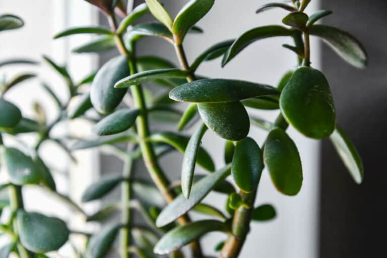 How to Fix a Leggy Jade Plant - Smart Garden and Home