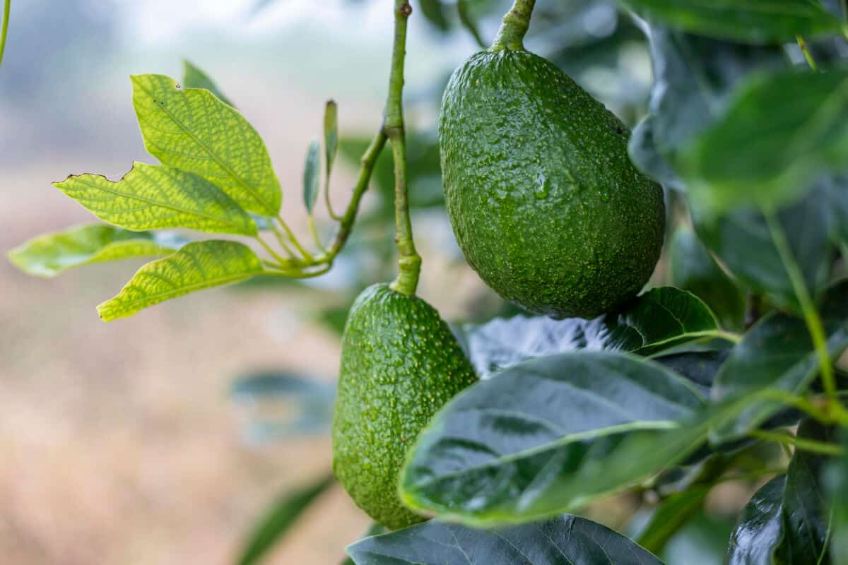 Why Grow Hydroponic Avocados