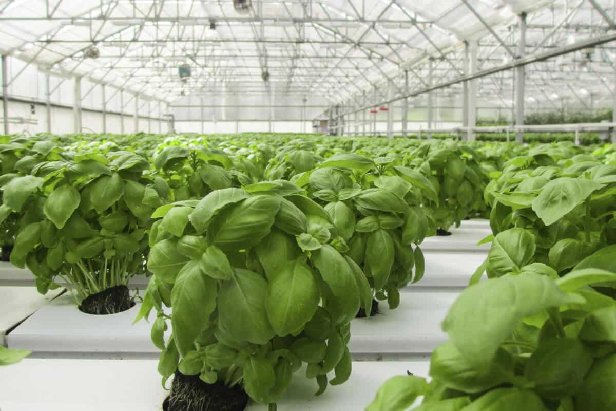 Why Grow Hydroponic Basil