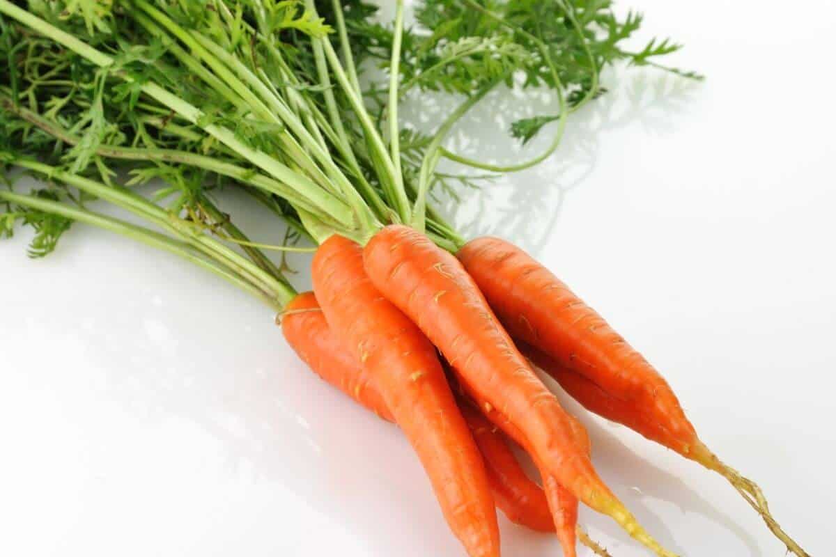 Growing Hydroponic Carrots