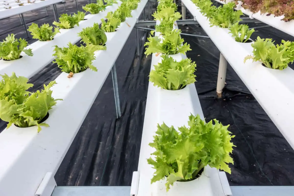 Why Grow Hydroponic Lettuce