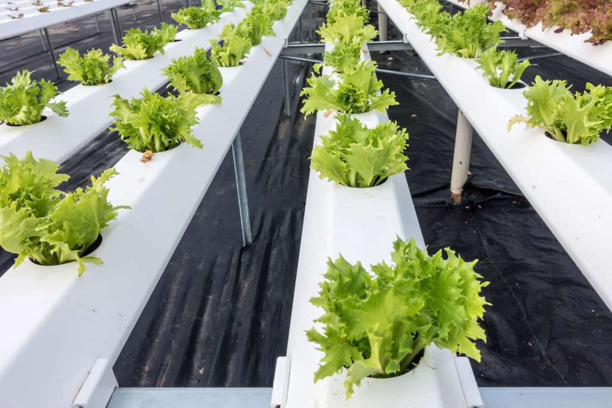 How to Grow Hydroponic Lettuce (No Soil Needed) Smart Garden and Home