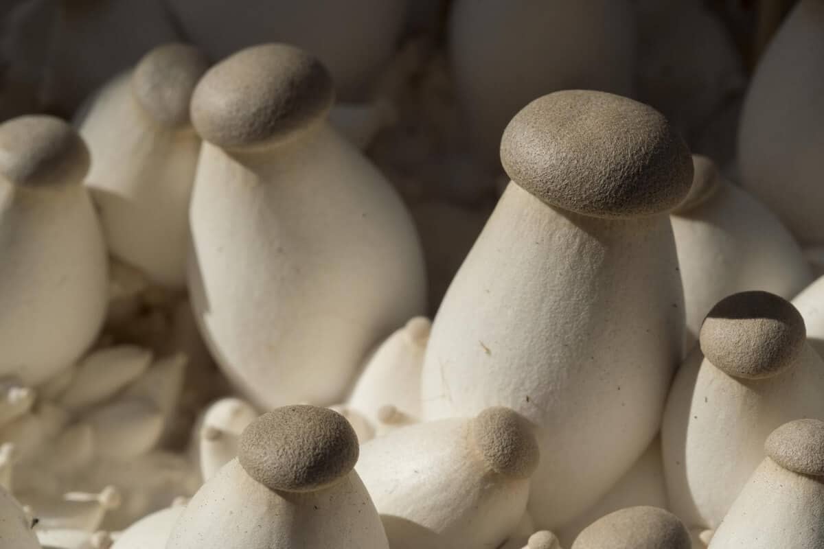 Why Grow Hydroponic Mushrooms