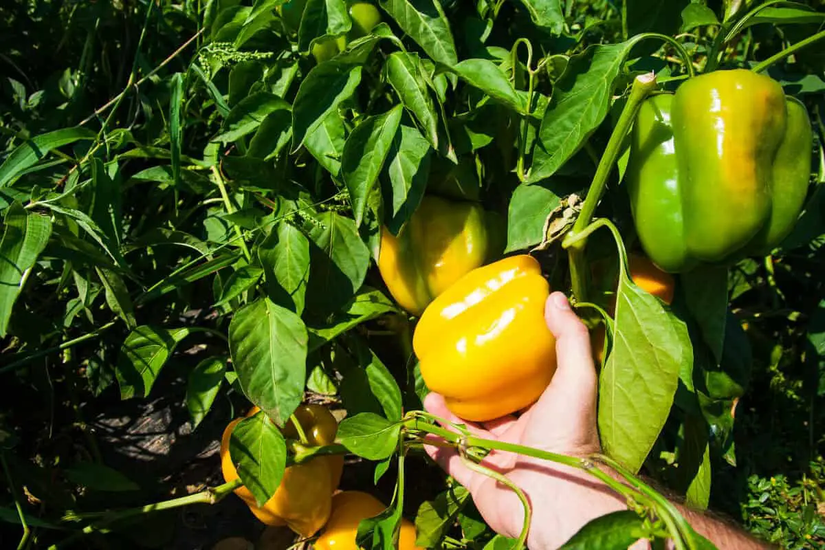 Why Grow Hydroponic Peppers
