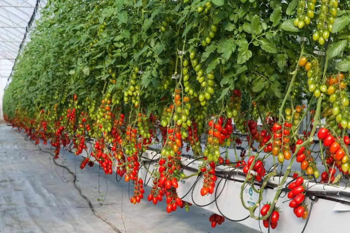 Why Grow Hydroponic Tomatoes