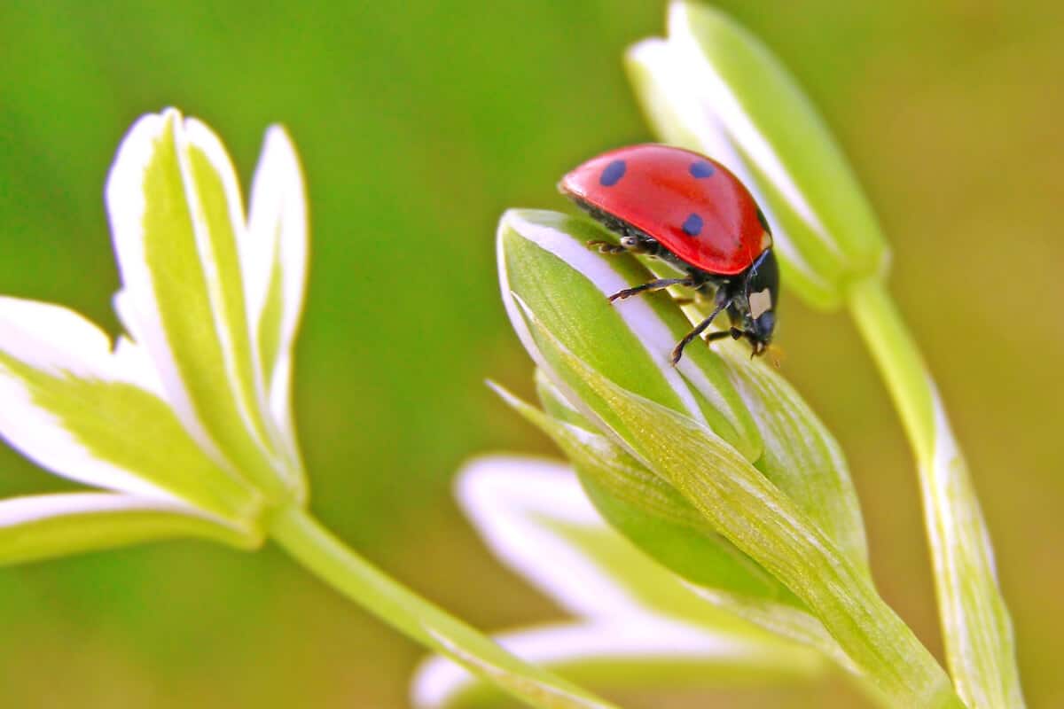 Why Ladybugs are Good for Pest Control