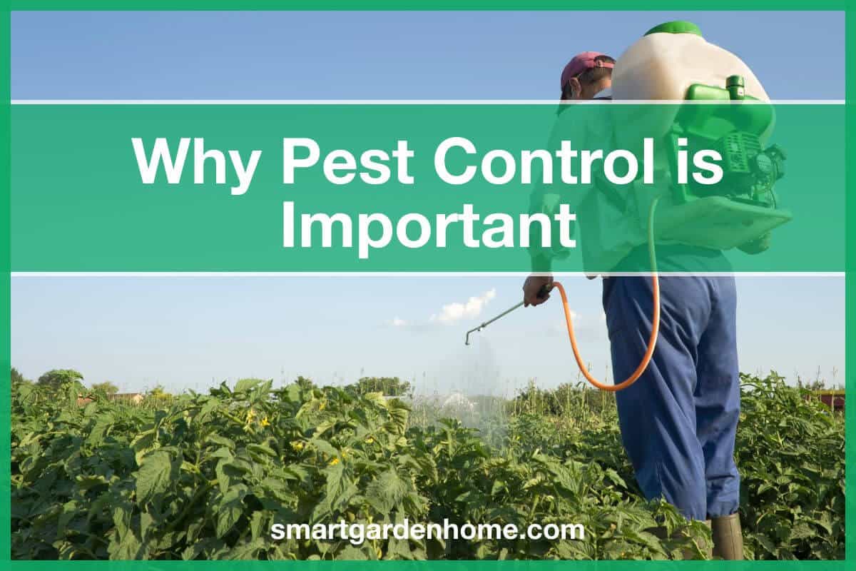 7 Reasons Why Pest Control Is Essential And Important - Smart Garden ...