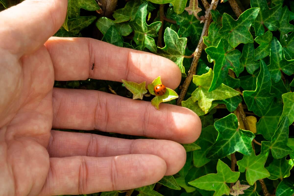 Why You Shouldn't Buy Ladybugs