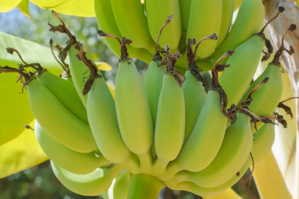 Wild Banana Tree
