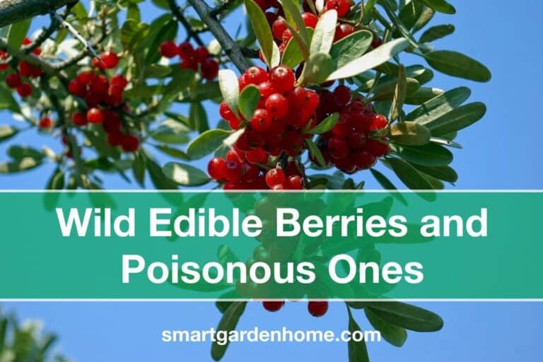 Wild Edible Berries and Poisonous Ones to Avoid
