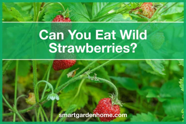 Can you eat Wild Strawberries?