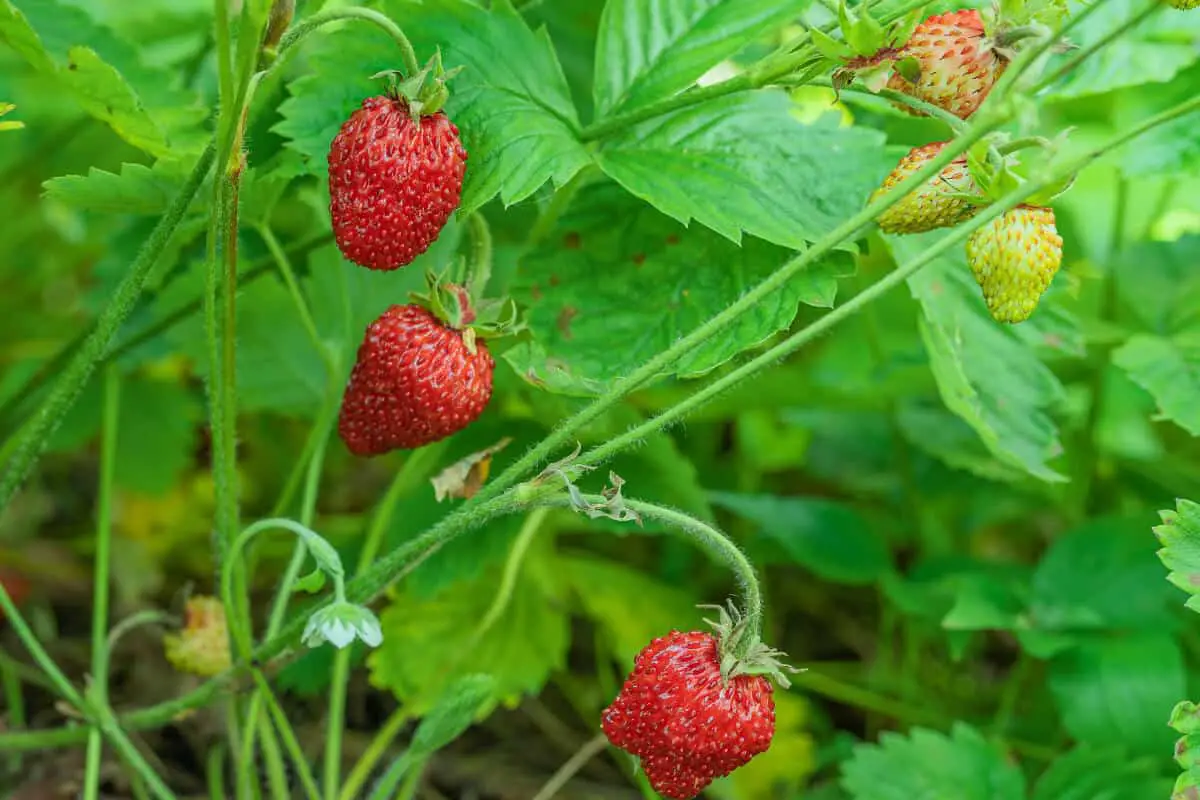 Wild Strawberries Growing on the Plants