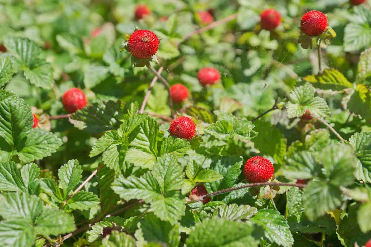 Wild vs Mock Strawberries