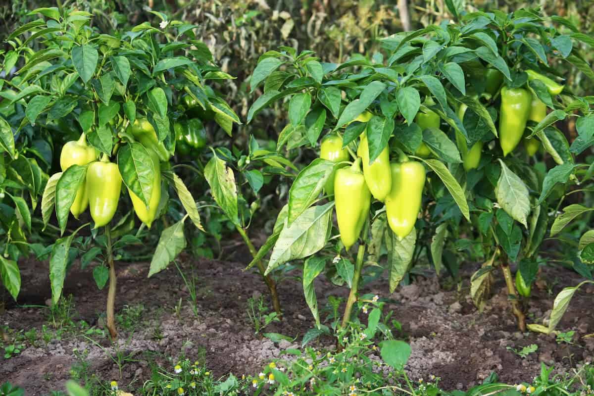 Will Ants Eat Pepper Plants