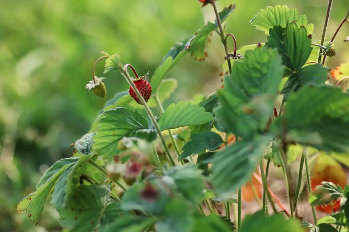 Will Ants Eat Strawberry Plants