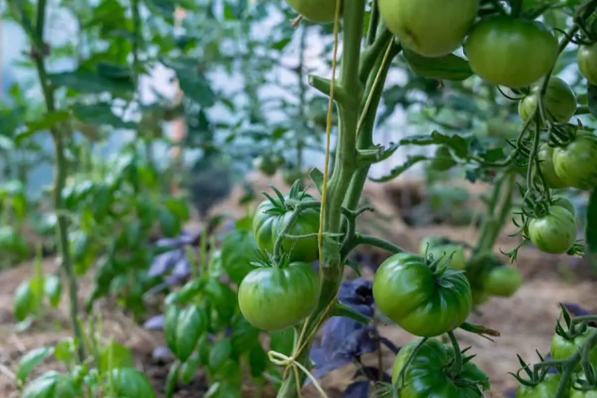 Will Ants Eat Tomato Plants