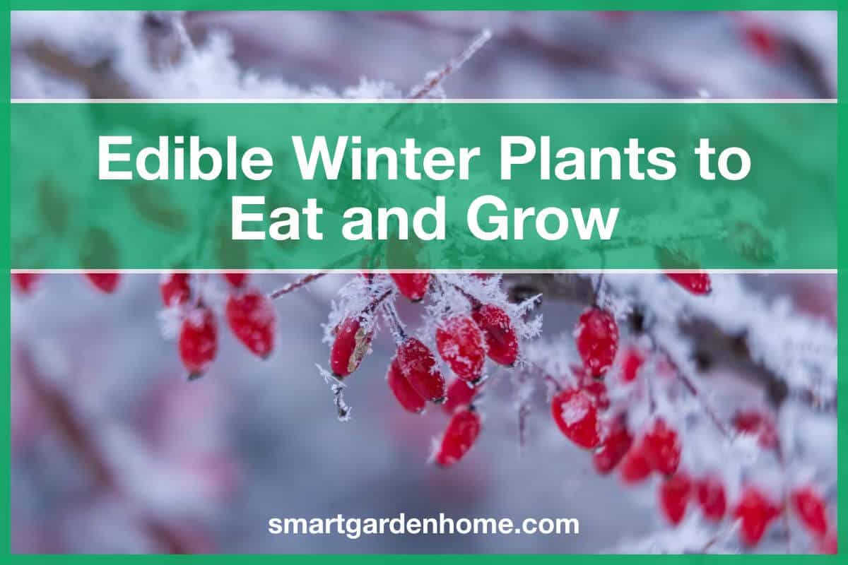 Edible Winter Plants You Can Eat and Grow