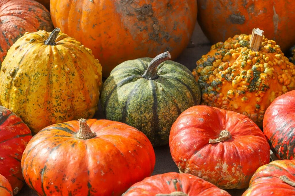 Winter Squash Varieties