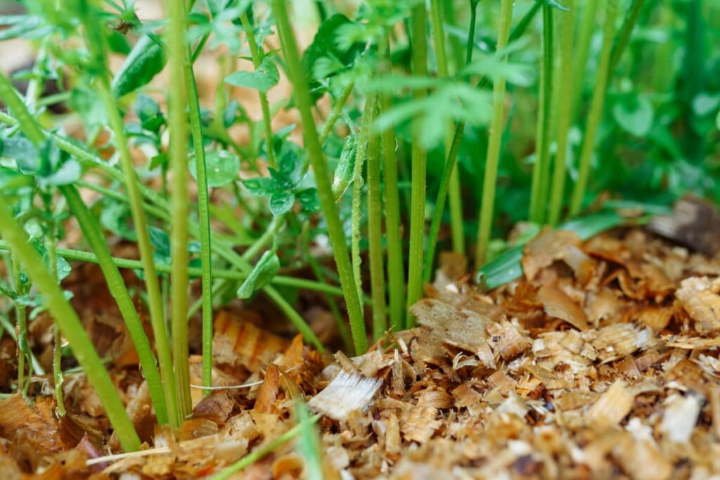 Wood and Bark Chippings as Mulch