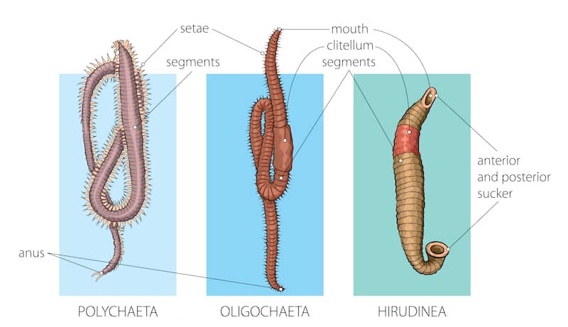 Worm Anatomy and Parts