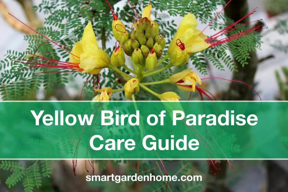 Yellow Bird of Paradise Care and Grow Guide