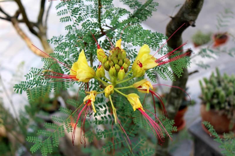 Yellow Bird of Paradise