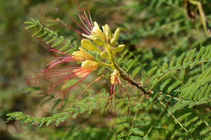 Yellow Bird of Paradise