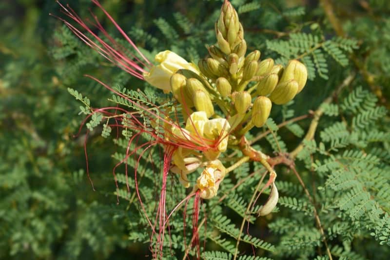 Yellow Bird of Paradise