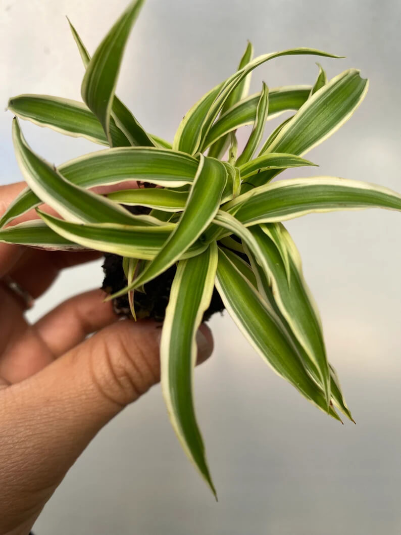 A hand holding a small zebra spider plant with vibrant green and white striped leaves.